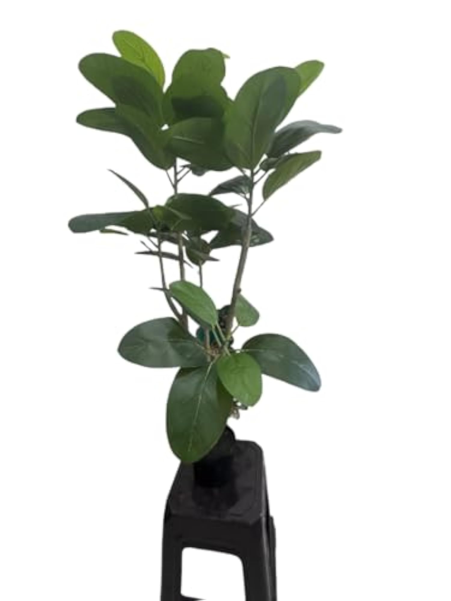 Artificial Green Rubber Plant, 120 cm Tall